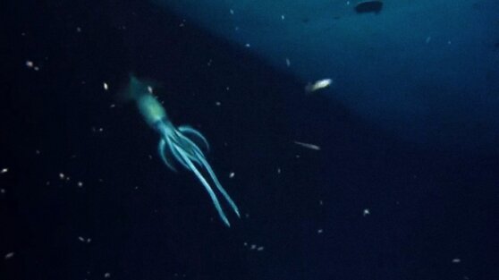 У затонувшего корабля обнаружили гигантского кальмара У затонувшего корабля обнаружили гигантского кальмара