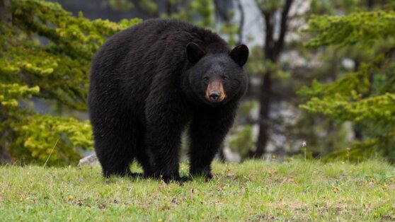 Собака спасла пожилых хозяев от агрессивного черного медведя