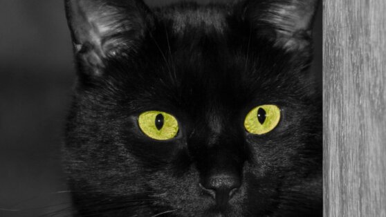 Кошку случайно замуровали в стене во время ремонта в ванной