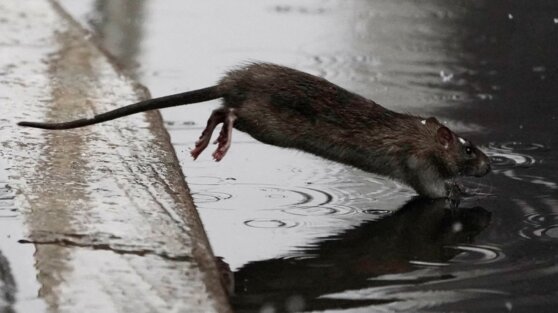 В Нью-Йорке заявили о рекордном росте случаев редкого заболевания, передаваемого крысами