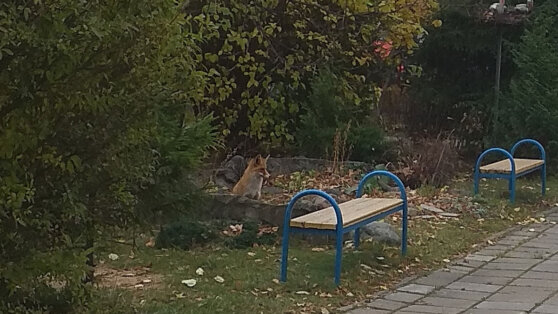 Диких лис все чаще замечают в Москве