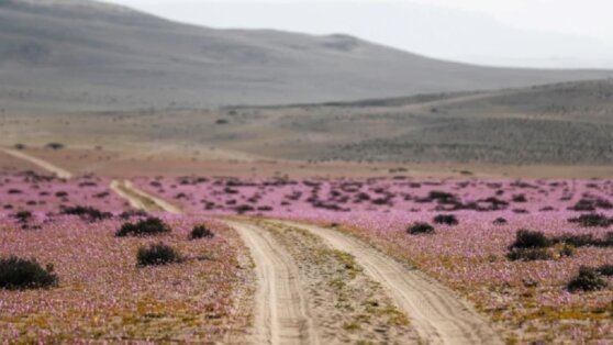 Самая засушливая пустыня в мире стала фиолетовой