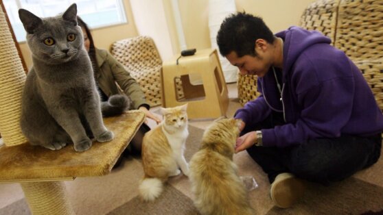 Компания решила снизить уровень стресса сотрудников, приютив бездомных кошек