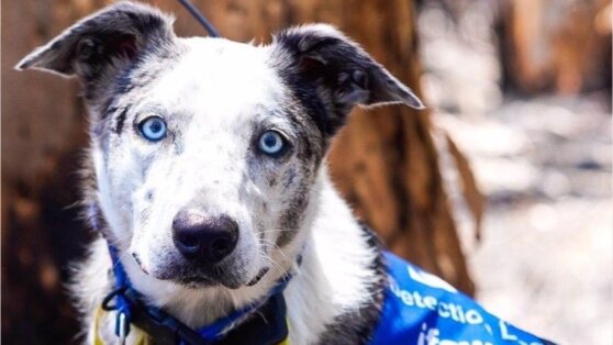 Брошенный хозяевами пес спас более 100 коал от лесных пожаров