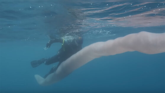 Водолазы сняли на видео гигантского восьмиметрового «червя»
