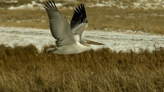 Упавший с неба пеликан оставил без света сибирскую деревню