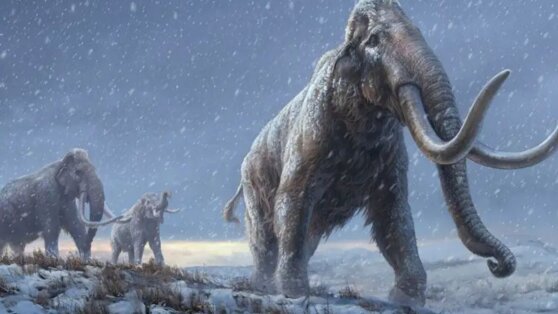 Бивень древнего мамонта случайно обнаружили на глубине 3000 метров