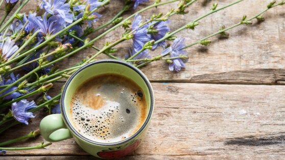 О пользе цикория для организма рассказала врач-диетолог