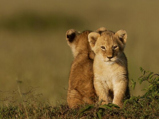Малыши-львята потренировались в переходе через дорогу