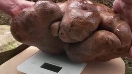 В Новой Зеландии вырастили картофелину 8 кг