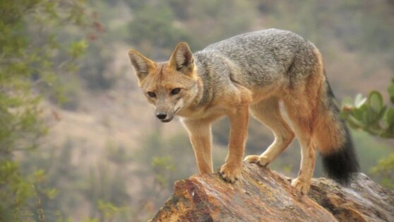 Купленный семьей щенок оказался лисой и съел соседских кур