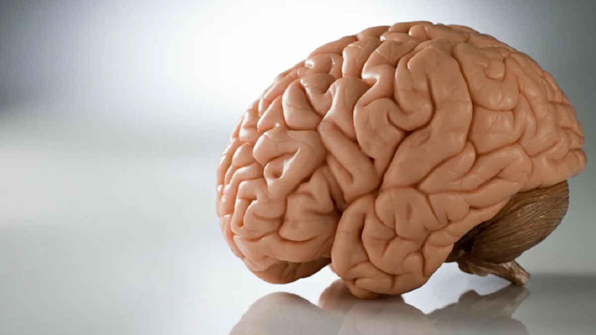 Макет мозга человека