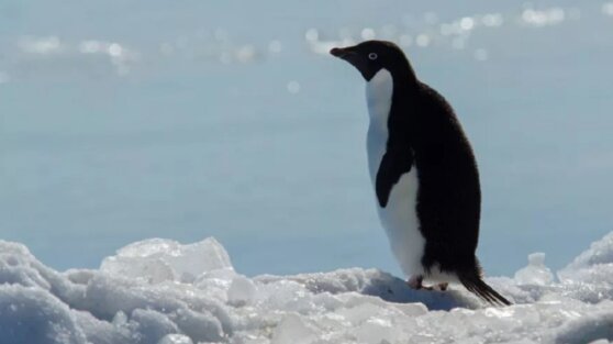 Изможденный пингвин случайно прошел 3000 километров