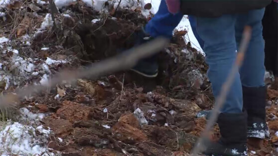 Казанцы разворошили пни в поисках 100 долларов от «Орла и решки»