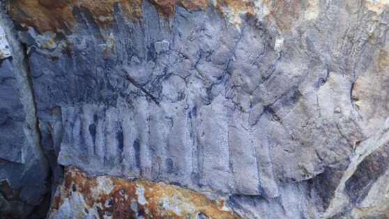 В Англии нашли окаменелость трехметровой многоножки