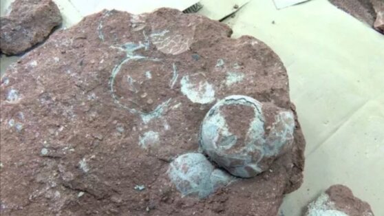 Уникальное яйцо динозавра обнаружили в Китае