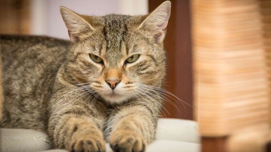 Ученые заявили, что мозг кошек уменьшился из-за одомашнивания