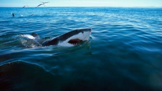 Рыбак случайно поймал большую белую акулу