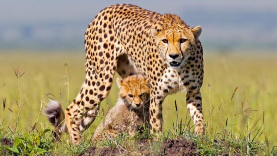 Битва кошек: мать-гепард попыталась отбить у леопарда своего детеныша