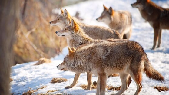 Оголодавшие волки выходят к людям в российском регионе Оголодавшие волки выходят к людям в российском регионе