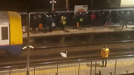 Лебедь на час нарушил движение поездов в метро Лондона Лебедь на час нарушил движение поездов в метро Лондона
