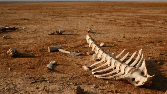 Ученые подсчитали, как быстро восстановится биосфера после массового вымирания