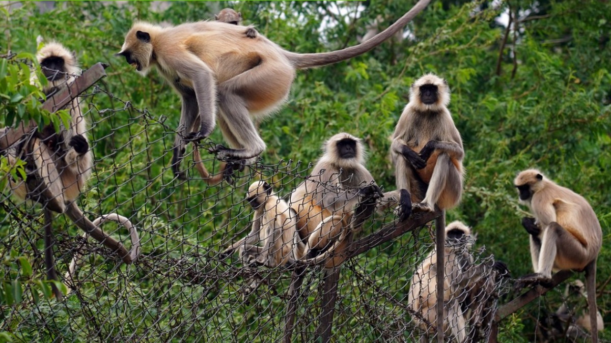 Обезьяны украли двухмесячного ребенка и утопили его в баке