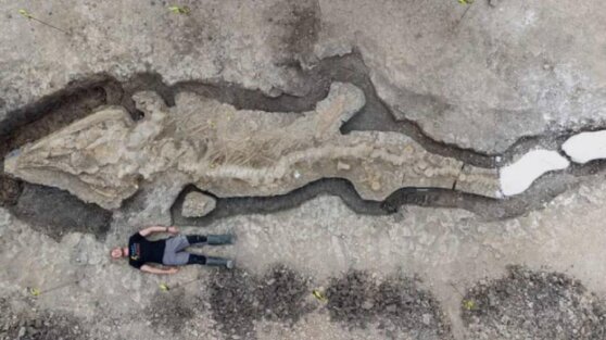 Ученые обнаружили останки огромного «морского дракона»