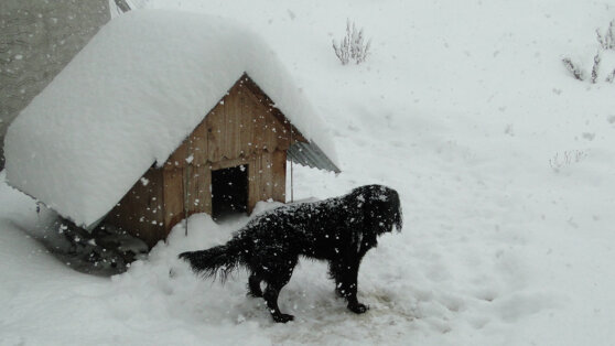 На Сахалине 10-летняя девочка просидела ночь в будке с собакой