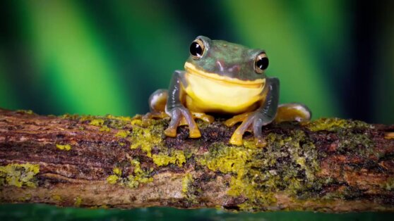 Ученым удалось «заставить» лягушку отрастить потерянную лапку
