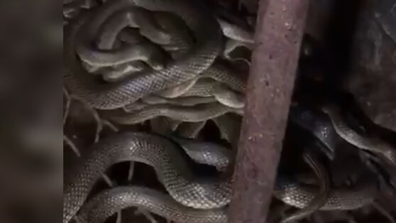 В Анапе семья купила дом и нашла в подвале десятки змей