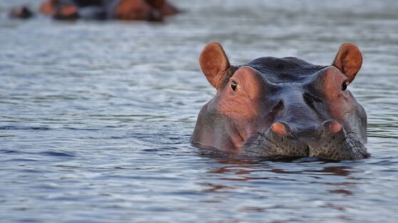 Бегемот целиком проглотил ребенка, но выплюнул его обратно