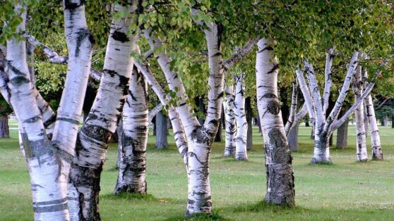 Ученые предложили очищать планету березами