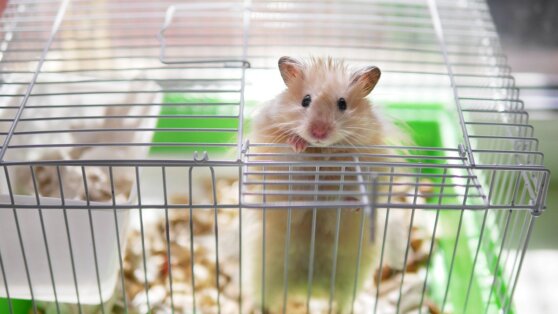 Томские студенты планируют отправить в стратосферу хомяка