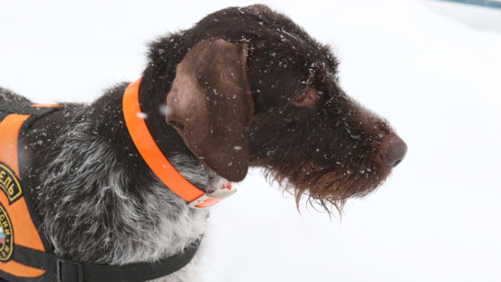 В России назвали лучшую собаку-спасателя по итогам 2021 года