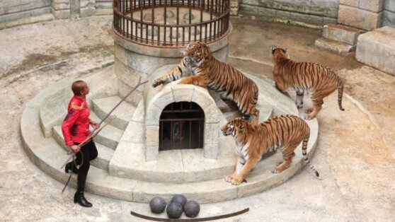 Тигров больше не будут использовать в съемках шоу «Форт Боярд»