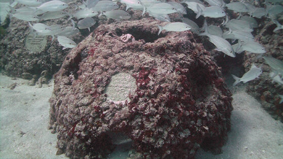 Американская пенсионерка захотела стать кораллом после смерти