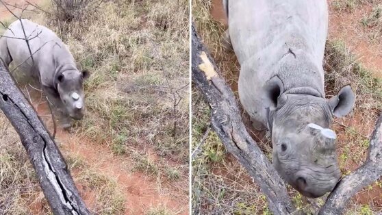 Разъяренный носорог загнал несколько человек на дерево: видео