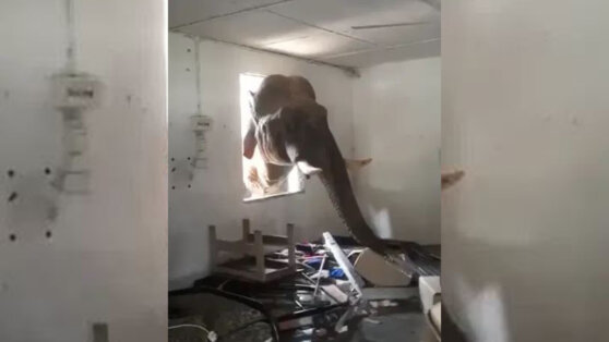 Голодный слон разгромил военный склад с едой в Малайзии