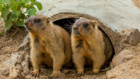 Сурки в Московском зоопарке проигнорировали свой «праздник»