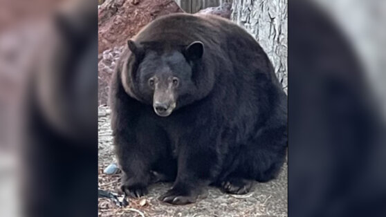 Очень толстый медведь вломился в 40 домов в поисках еды