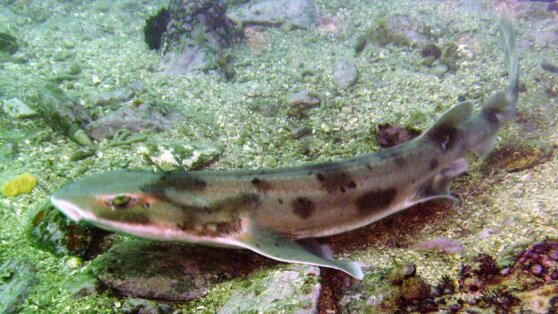 Биологи опровергли миф о никогда не спящих акулах