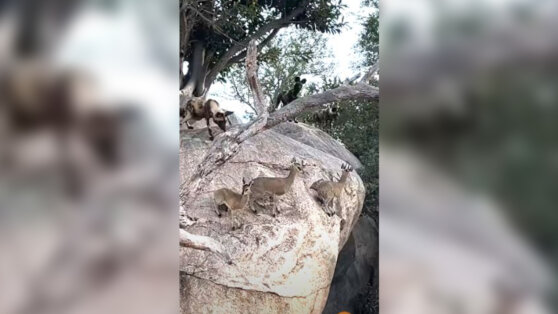 Антилопы спаслись, замерев в сантиметрах от зубов хищника: видео