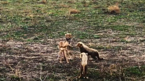 Нападение котят гепарда на козленка показало, насколько сильны инстинкты
