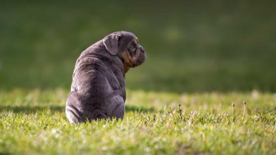 Кинолог поделился способами борьбы с лишним весом у собак
