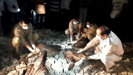 В Индии массово погибли редкие птицы