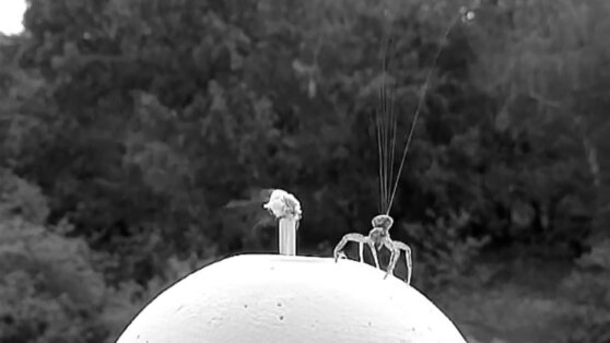 Ученые показали, как пауки взлетают при помощи электричества