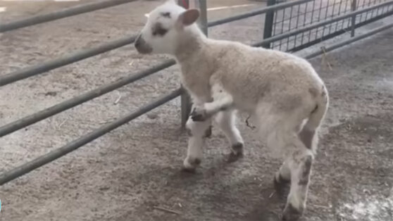 В Британии родился здоровый пятиногий ягненок