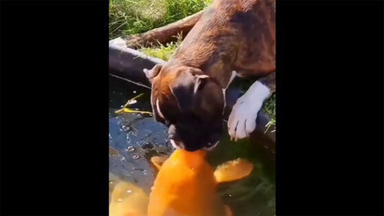 Пользователей Сети умилил «поцелуй» собаки и рыбы