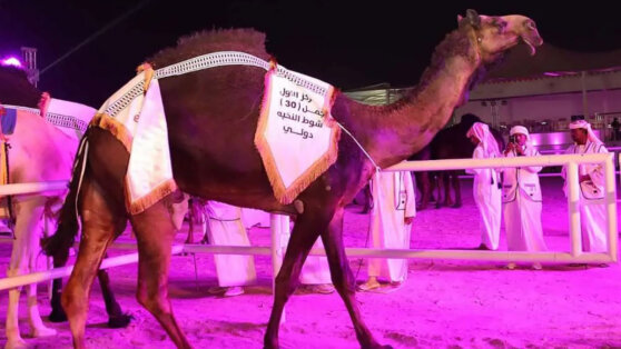 Верблюда-победителя конкурса красоты проверили рентгеном на ботокс